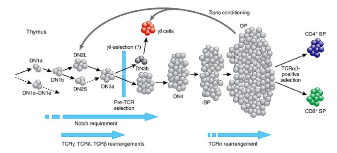 Key factors in the organized chaos of early T cell development