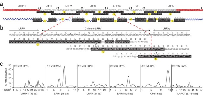 Lamprey VLR diversity and gene rearrangement intermediates. (A) VLR