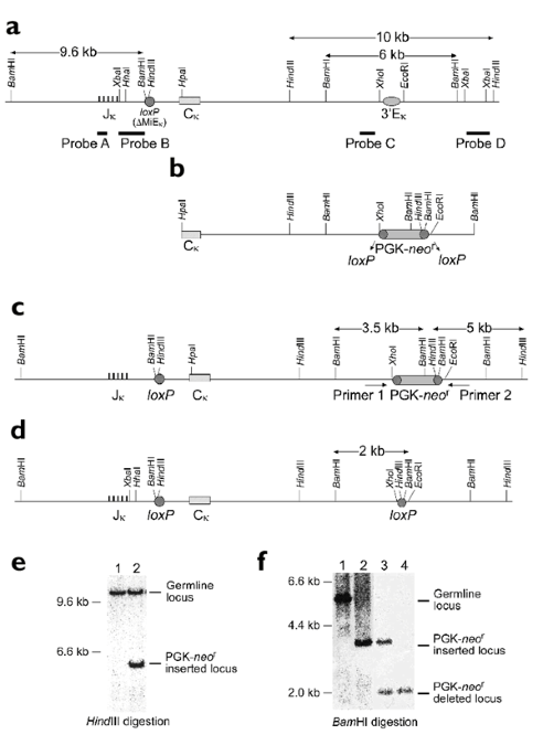 Essential roles of the κ light chain intronic enhancer and 3′ enhancer in κ  rearrangement and demethylation | Nature Immunology