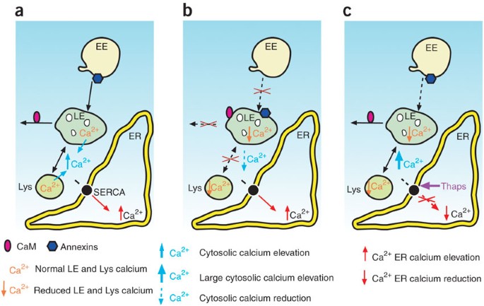 Niemann-Pick Disease, Types C1 (D)