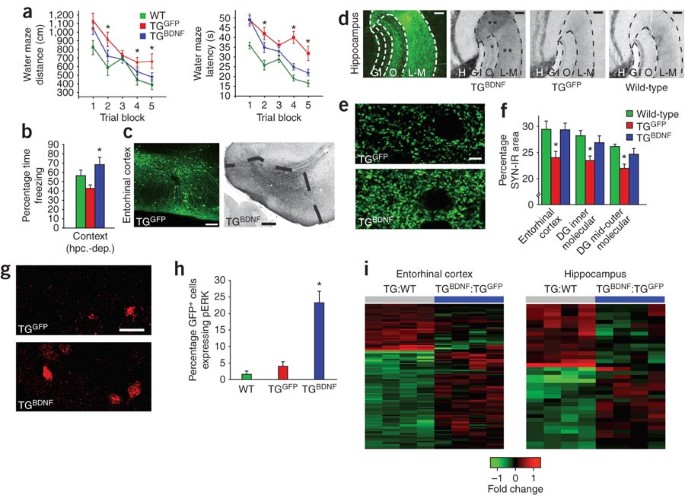 Neuroprotective Effects Of Brain Derived Neurotrophic Factor - 