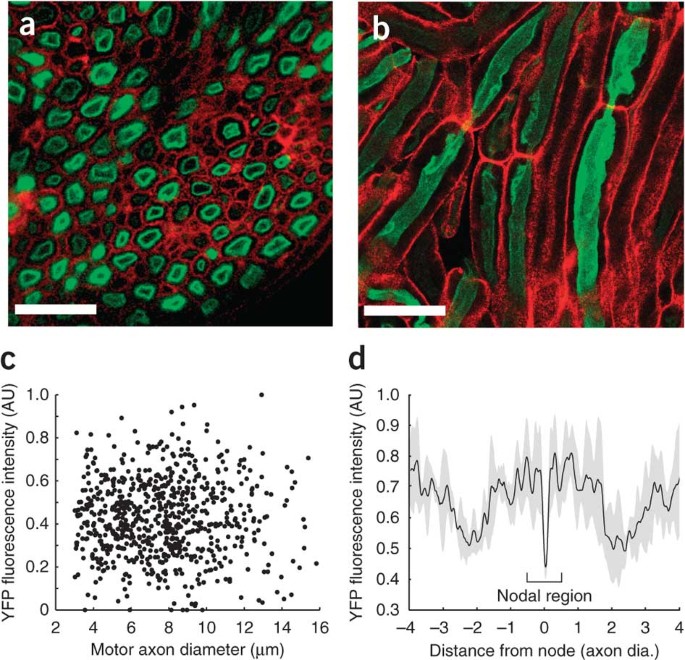 Orderly recruitment of motor units under optical control in vivo 