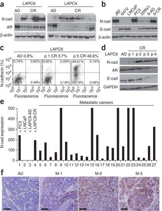 Monoclonal antibody targeting of n-cadherin inhibits prostate cancer growth, metastasis and castration resistance