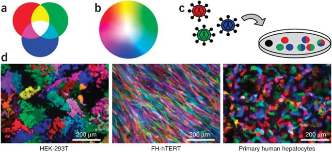 Rgb marking facilitates multicolor clonal cell tracking