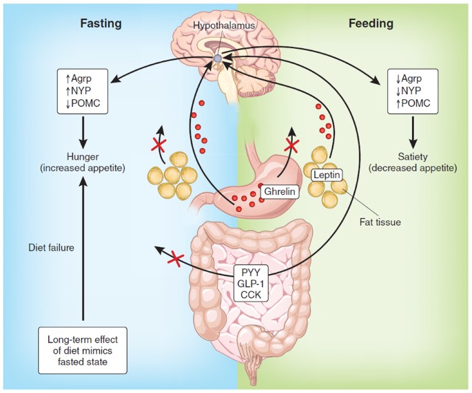 ghk-cu appetite suppression weight loss Peptide Therapy for Anti-Aging, Immunity & Wellness main image 1
