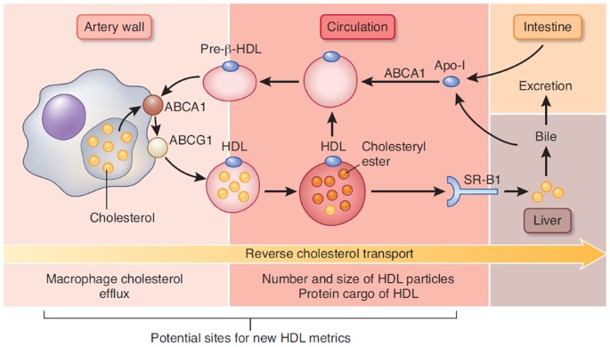 A new era for quantifying hdl and cardiovascular risk?