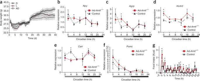 Adipose-specific SAT1 knockout mice develop late-onset obesity.