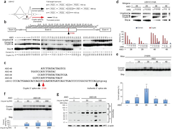 Rescue of hearing and vestibular function by antisense oligonucleotides in a mouse model of human deafness