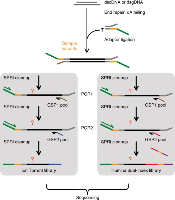 Flanking-sequence exponential anchored–polymerase chain reaction  amplification: a sensitive and highly specific method for detecting  retroviral integrant–host–junction sequences - Cytotherapy