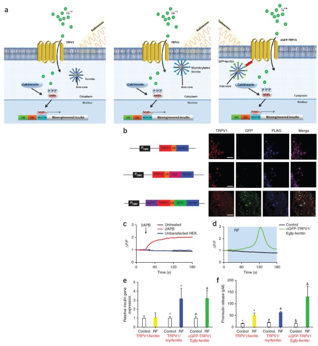 Can Genetically Modified Protein Remotely Control the Brain and Behaviour? 6 41591 2015 Article BFnm3730 Fig1 HTML