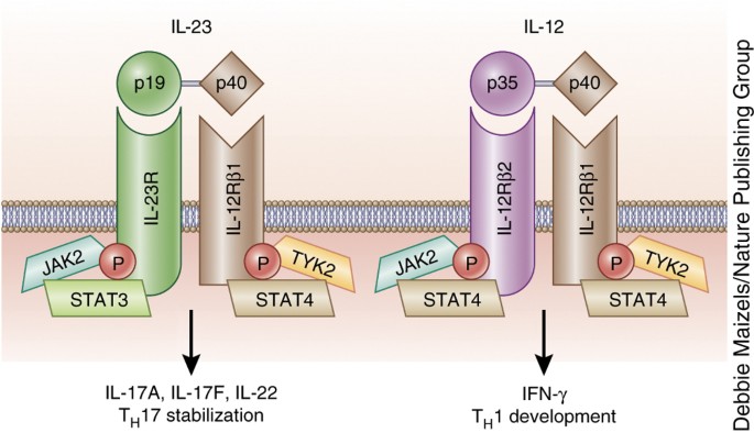 Il 12 And Il 23 Cytokines From Discovery To Targeted Therapies For Immune Mediated Inflammatory Diseases Nature Medicine