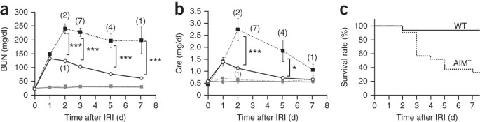 Apoptosis Inhibitor Of Macrophage Protein Enhances Intraluminal Debris Clearance And Ameliorates Acute Kidney Injury In Mice Nature Medicine