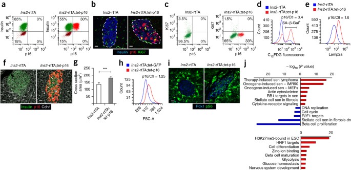 p16Ink4a-induced senescence of pancreatic beta cells enhances insulin  secretion | Nature Medicine