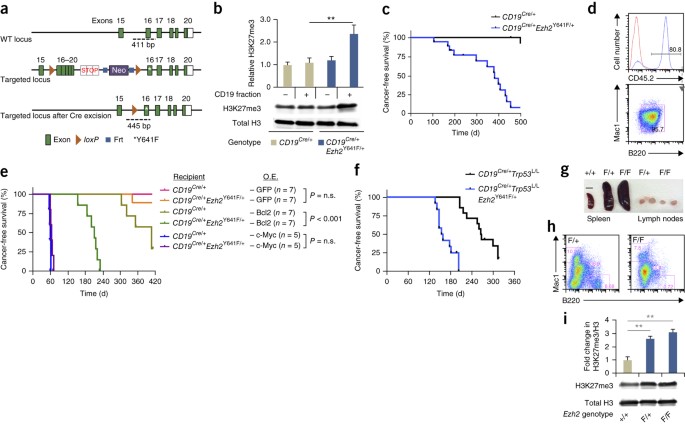 An oncogenic Ezh2 mutation induces tumors through global redistribution of  histone 3 lysine 27 trimethylation | Nature Medicine (via www.nature.com)