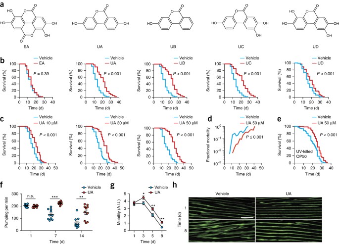 Urolithin A Induces Mitophagy And Prolongs Lifespan In C Elegans And Increases Muscle Function In Rodents Nature Medicine