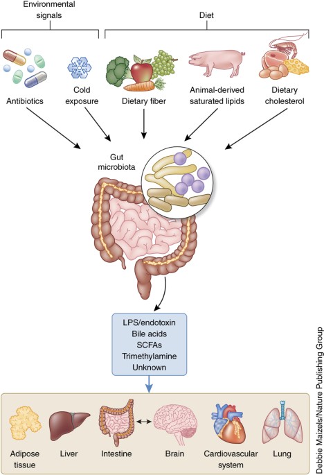 Signals From The Gut Microbiota To Distant Ans In Physiology And Disease Nature Medicine