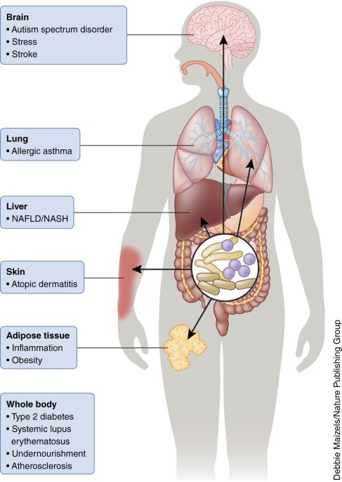 Signals from the gut microbiota to distant organs in physiology and disease