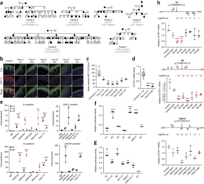 Mutations in actrt1 and its enhancer rna elements lead to aberrant activation of hedgehog signaling in inherited and sporadic basal cell carcinomas