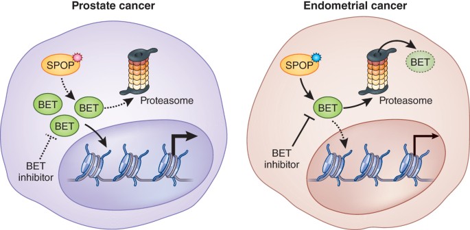 SPOP tips the balance of BETs in cancer | Nature Medicine