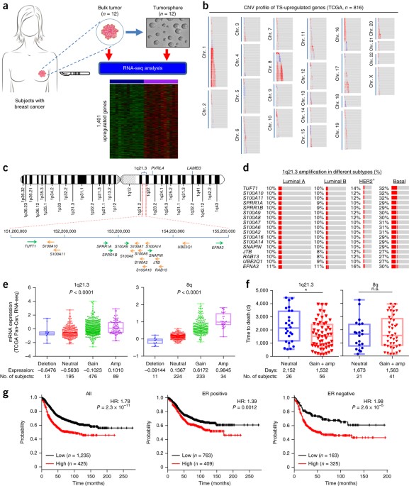 Chromosome 1q21. 3 amplification is a trackable biomarker and actionable target for breast cancer recurrence