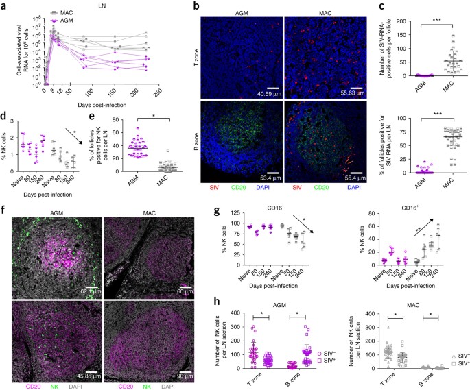 Natural Killer Cells Migrate Into And Control Simian Immunodeficiency Virus Replication In Lymph Node Follicles In African Green Monkeys Nature Medicine