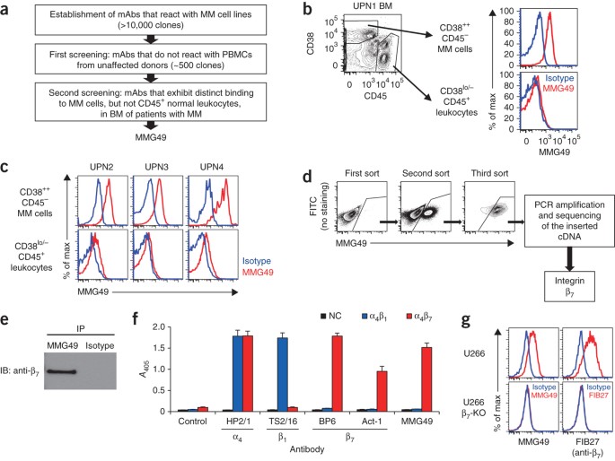 The Activated Conformation Of Integrin B 7 Is A Novel Multiple Myeloma Specific Target For Car T Cell Therapy Nature Medicine