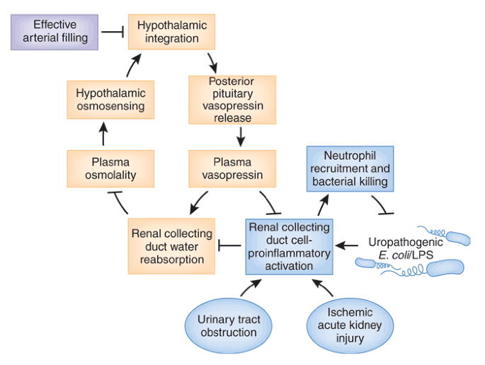 vasopressin