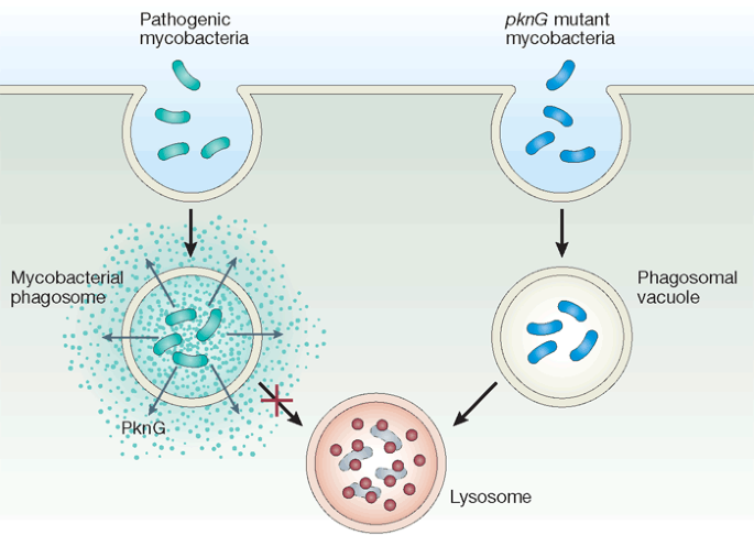 The survival kit of mycobacterium tuberculosis