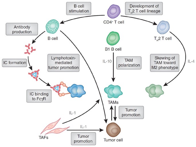 B Cells And Macrophages In Cancer Yin And Yang Nature Medicine