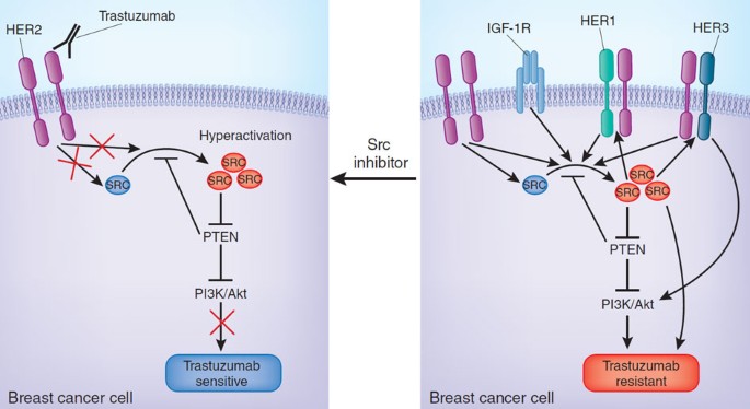 Trastuzumab resistance: all roads lead to src