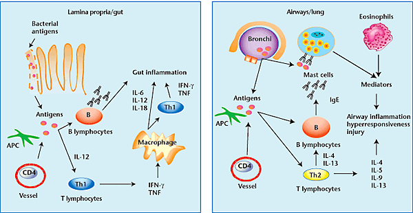 The role of Th1/Th2 polarization in mucosal immunity | Nature Medicine