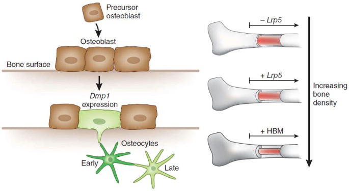 The holy grail of high bone mass