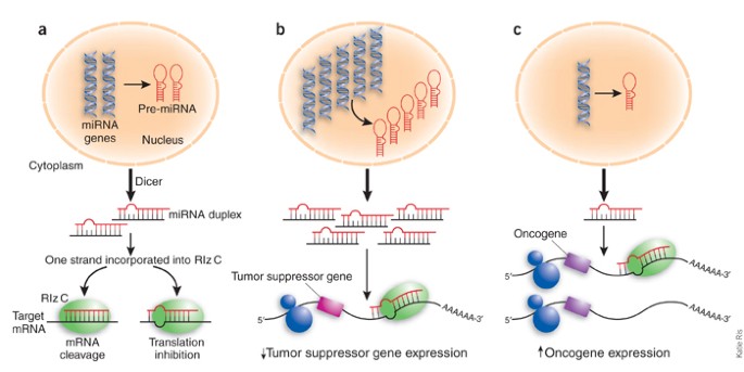 Sizing up mirnas as cancer genes