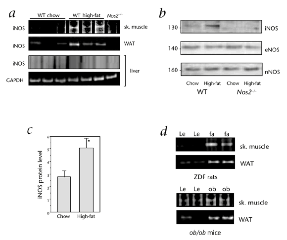 Targeted disruption of inducible nitric oxide synthase protects against obesity-linked insulin resistance in muscle