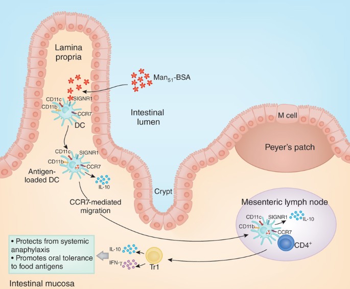 ghk-cu tolerance desensitization evidence A sweet path toward tolerance in the gut