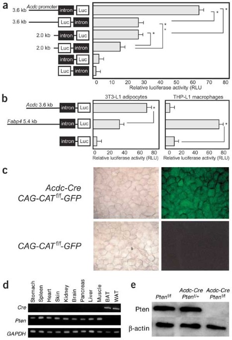 Enhanced insulin sensitivity, energy expenditure and thermogenesis in adipose-specific pten suppression in mice