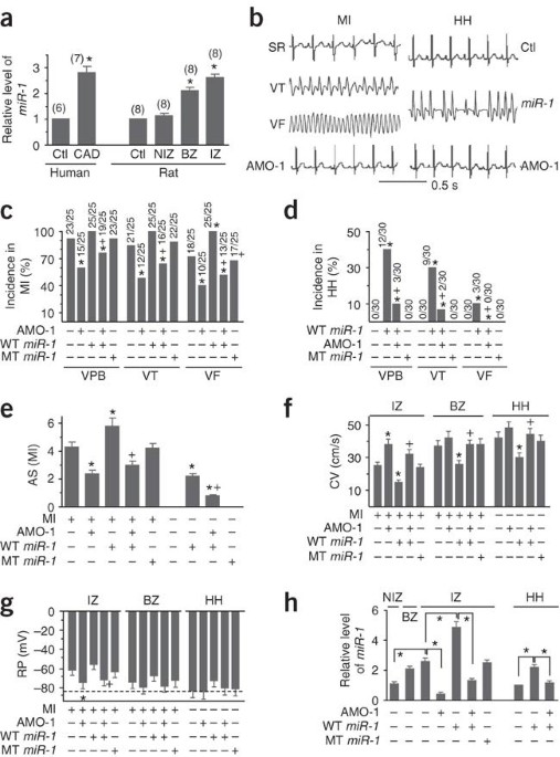 The Muscle Specific Microrna Mir 1 Regulates Cardiac - 