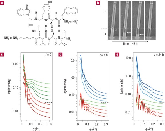 Hierarchical architectures by synergy between dynamical template self-assembly and biomineralization