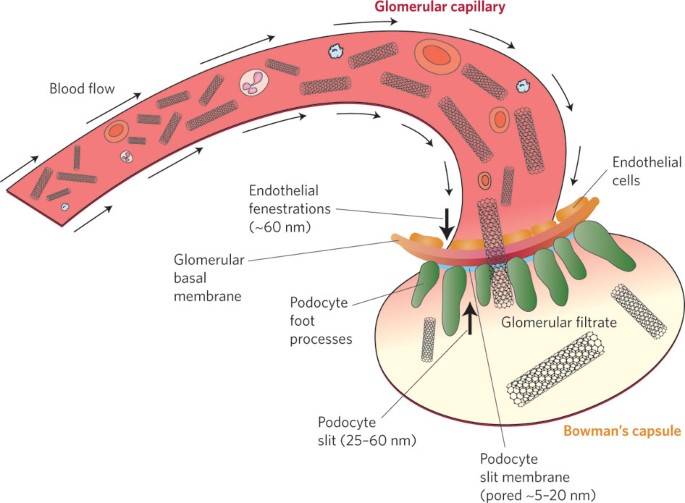 Fibrillar pharmacology | Nature Materials