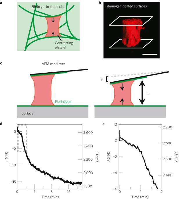 images Blood Clotting Platelet Cartoon mechanics and contraction dynamics of