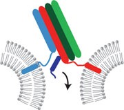 SNAREd bilayers | Nature Materials