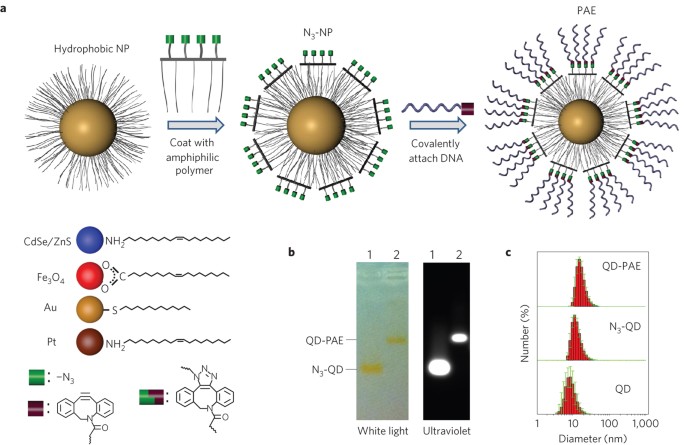 dna programmable atom equivalents