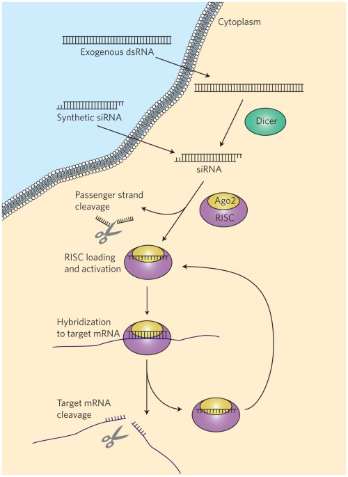 Delivery materials for siRNA therapeutics | Nature Materials