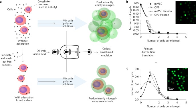 Deterministic encapsulation of single cells in thin tunable microgels for niche modelling and therapeutic delivery