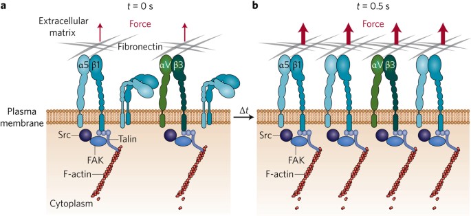 Instant integrin mechanosensing | Nature Materials