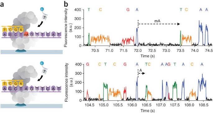 Direct detection of dna methylation during single-molecule, real-time sequencing