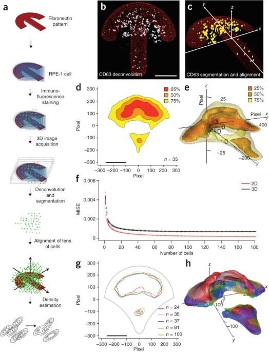 Probabilistic density maps to study global endomembrane organization