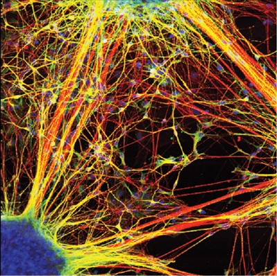 Neurons from reprogrammed cells