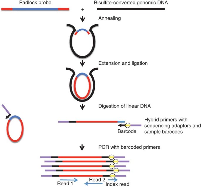 39 Creative Bisulfite sequencing primer design for 
