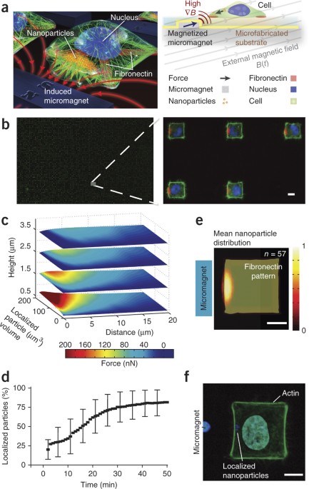 Magnetic nanoparticle–mediated massively parallel mechanical modulation of single-cell behavior